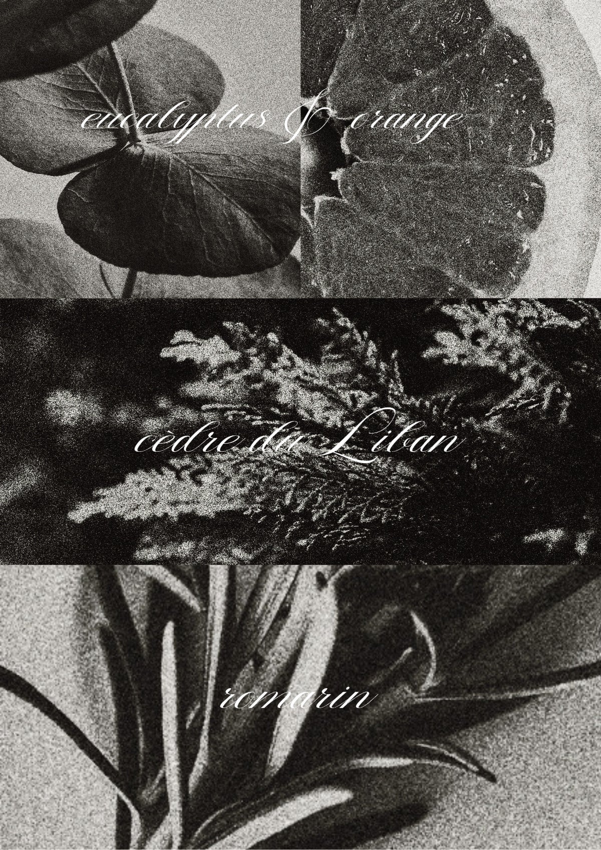 Bougie parfumée - Artémis