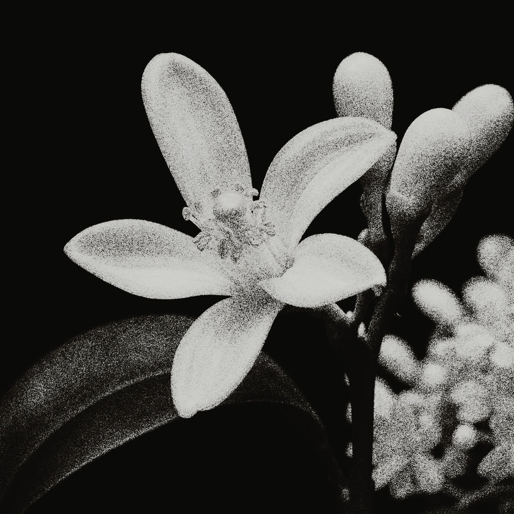 fondants parfumés - APOLLON