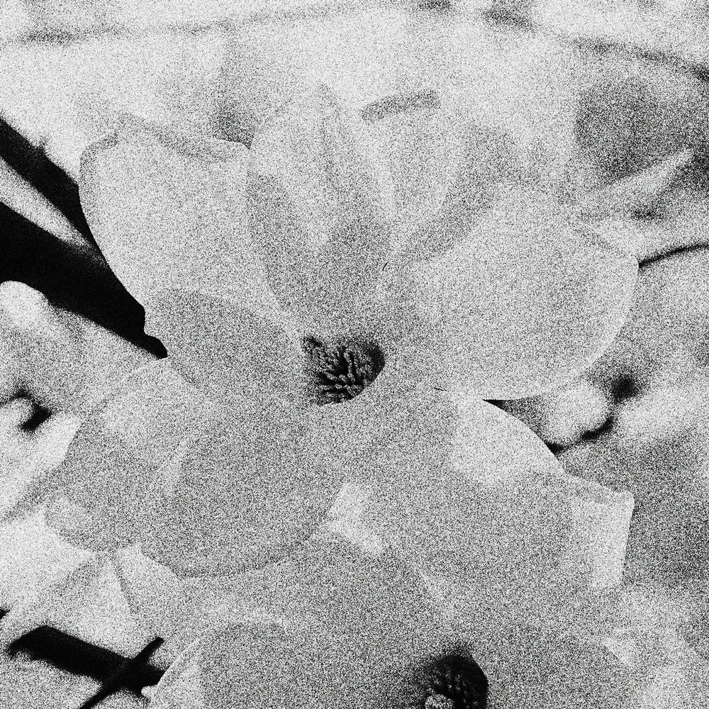 fondants parfumés - APHRODITE